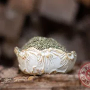 Löwenzahnblätter geschnitten 100g