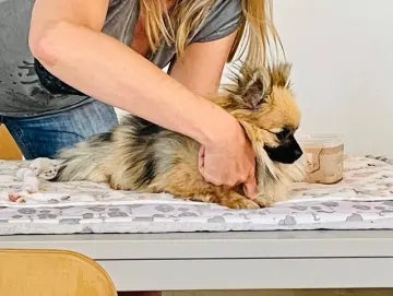 Warum Vorsorge auch beim Hund eine wichtige Rolle spielt