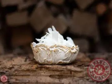 Kokosflocken 400g