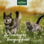 MSM Pulver für Hunde & Katzen 300 g